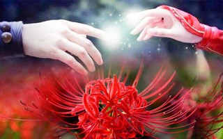 Hoa bỉ ngạn trong bài hát sầu bi "Độ ta không độ nàng" có thật không, mang ý nghĩa như thế nào?
