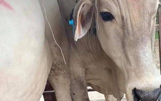 Đang đi thì "đánh rơi" con bò, tài xế quay lại tìm nhưng đã bị "hôi" mất từ lúc nào