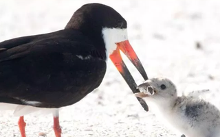 Bức ảnh chim mẹ mớm  con ăn... đầu lọc thuốc lá khiến loài người phải suy ngẫm: Chúng ta đã "đầu độc" thiên nhiên đến mức báo động!