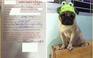 Chó Pug bị đem "cầm đồ" lấy 2.5 triệu từ năm ngoái, nay đã tròn 1 tuổi, béo núc ních nhưng vẫn chưa được chuộc về