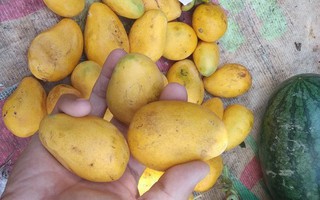 Cả trăm tấn xoài mini Trung Quốc đổ bộ TP.HCM gắn mác xoài Châu Đốc