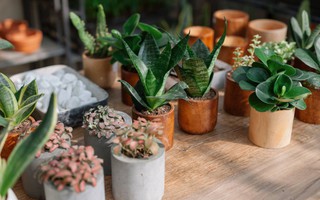 Điểm danh 10 cây cảnh mang đến bầu không khí trong lành cho nhà bạn