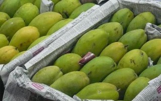 Phân biệt xoài Trung Quốc và xoài Việt, tránh mua nhầm xoài "đội lốt hàng Việt"