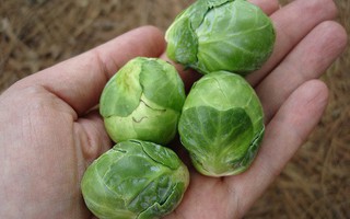 Bắp cải kỳ lạ, luộc nguyên cây mỗi bữa ăn hết 20 bắp