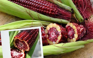 Xuất hiện loại ngô ngọt "Nữ hoàng đỏ" giá lên tới 35.000 đồng/bắp, người dân đổ xô đi mua về thưởng thức 
