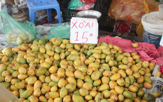 Xoài "Mít" siêu nhỏ siêu xinh được bày bán la liệt ở chợ dân sinh với giá 15 ngàn/kg
