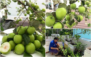 Kinh nghiệm trồng táo trên sân thượng thu hoạch không xuể của người đàn ông đảm đang ở Sài Gòn