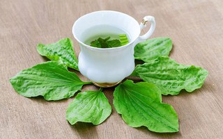 Loại cỏ “siêu quyền lực” mọc hoang ở Việt Nam: Giúp cai nghiện thuốc lá, ức chế tế bào ung thư và nhiều bệnh khác