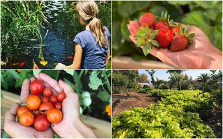 Khu vườn truyền cảm hứng sống xanh đủ loại rau quả sạch của cặp đôi bỏ phố về quê