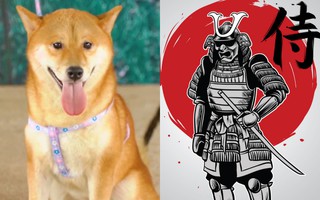 Đạo diễn "Cậu Vàng" kiên quyết không đổi chó Shiba, dân mạng tức giận viết kịch bản mới cực "khó đỡ"