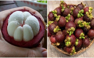 Măng cụt căng mọng, chống ung thư nhưng hãy lưu ý khi ăn vì có trường hợp đã nuốt phải hạt và suýt mọc cây trong bụng