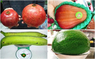 Tổng hợp các loại quả "siêu to khổng lồ" gây sốt thị trường Việt suốt thời gian qua