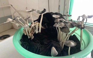 Nữ sinh bàng hoàng khi thấy chậu quần áo sau kỳ nghỉ hè, dân mạng lại xui lấy "nấm free" mà nấu mì