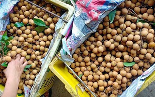 Loại quả xấu xí dần mất tích, dân sành ăn săn lùng khắp nơi