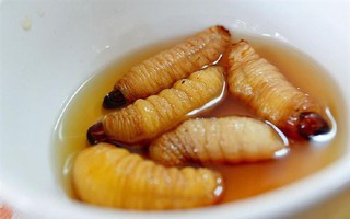 Sốc phản vệ khi ăn đuông dừa, nhộng tằm: Ai cũng cần biết những điều này để bảo vệ sức khỏe, tính mạng