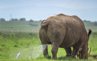20 khoảnh khắc khó đỡ của động vật trong cuộc thi nhiếp ảnh “Thiên nhiên hài hước 2019"