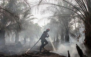 Cháy rừng khiến các nước Đông Nam Á chìm trong khói mù
