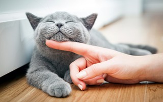 Chính ra mèo lại thân với người hơn cả chó, thậm chí tự coi bản thân là đứa con nhỏ của các "sen"
