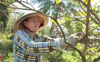 Thu nhập tiền triệu nhờ “nghề” lặt lá mai vàng dịp cận Tết