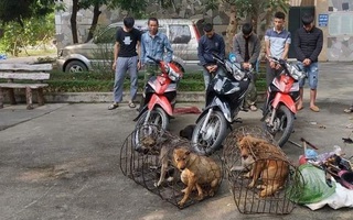 Nữ chủ quán thịt chó cấu kết, chuẩn bị đồ nghề để nhóm trộm chó, tiêu thụ 14 tấn thịt