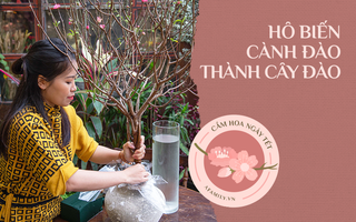 Cách hô biến cành đào thành cây đào cực dễ, chị em nào cũng có thể làm được