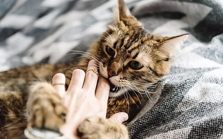 Mèo nhà gặm xác người: Tưởng là chuyện kinh dị nhưng có thật và khoa học mới tiết lộ quá trình này diễn ra như thế nào
