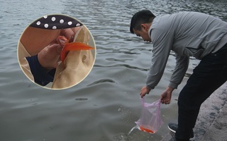 Hà Nội: Công nhân thổi hơi thở vào miệng cấp cứu những con cá chép ngửa bụng sau khi bị ném xuống hồ