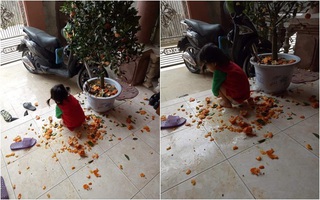 Để con ở nhà 1 mình, bố mẹ tan nát cõi lòng vì cây quất chưa kịp chơi Tết đã “toang”
