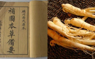 Nhân sâm: Loài thực vật mà người phương Tây xem như "cải thảo" nhưng lại là "thần dược" của triều đình phong kiến Trung Quốc