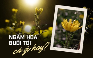 Đi ngắm hoa vào ban ngày xưa rồi, giờ đây mọi người còn đi xem hoa vào buổi tối cơ