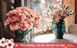 Vừa dễ cắm lại vừa đẹp, hoa cẩm chướng chính là loại hoa không thể thiếu trong ngày Tết 