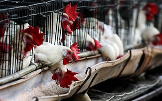 Ổ dịch cúm gia cầm H5N6 bùng phát tại Trung Quốc