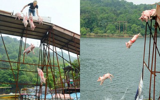 Cho lợn nhảy cầu, thi bơi để thu hút khách du lịch