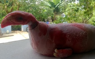 5 chuyện lạ khó tin gây xôn xao ở Thanh Hóa