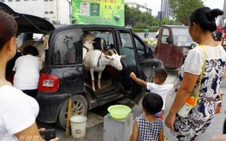 Chở dê đi khắp phố bán sữa tươi nguyên chất