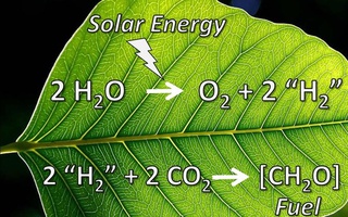 Phát minh thần kỳ: lá cây "hít" CO2 và "thở" ra xăng