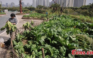 Trang trại "mọc" trên nóc nhà máy ở Trung Quốc