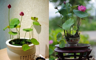 Cách trồng sen mini khiến chị em phụ nữ mê mẩn