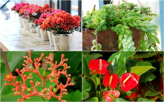 5 loại cây cảnh độc tuyệt đối không trồng trong nhà