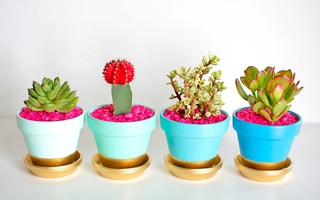 Gợi ý 10 cách trang trí chậu cây cảnh siêu dễ 