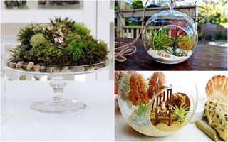 Nhà cực đẹp với tiểu cảnh Terrarium dễ thương