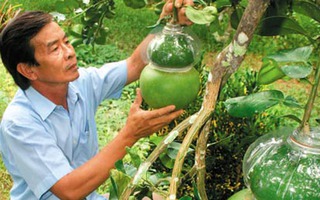 Hàng "độc" đón Tết: Chưa vào mùa đã bị đội giá