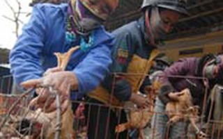 Kinh hoàng con số nhập lậu gà thải TQ 