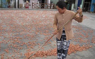 "Công nghệ" chế biến tôm khô tẩm hóa chất