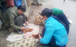 Cao Bằng: Gặp cao thủ... thiến gà Tết