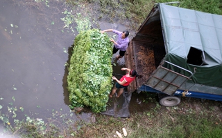 Những hình ảnh giật mình mà các bà nội trợ cần xem trước khi mua rau muống