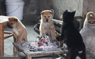 Những chú chó dễ thương trong "1000 tấm ảnh để phản đối việc ăn thịt chó"