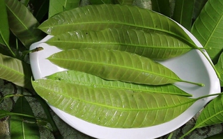 Bất ngờ với công dụng chữa bệnh hữu hiệu của lá xoài