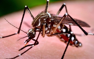 Phát hiện cá thể muỗi ở Việt Nam nhiễm virus Zika