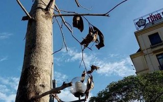 Hàng loạt cây Mỡ trên phố Nguyễn Chí Thanh khô nứt, bong vỏ